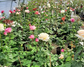 Juni 2020 | Rosen