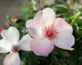 Juni 2020 | Rosen