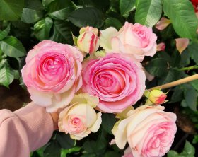 Juni 2020 | Rosen