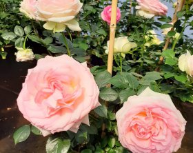 Juni 2020 | Rosen